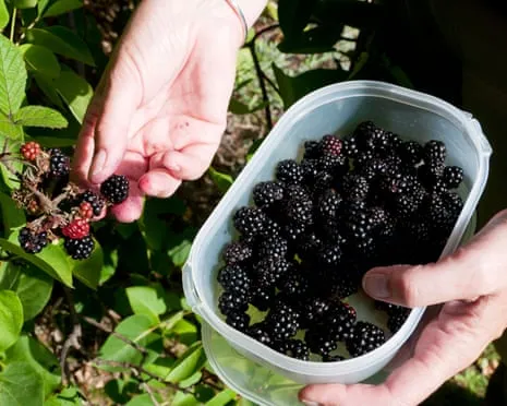 In Search Of: Delicious Bakes to Make Use Of a Glut of Handmade Jam